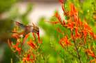 USA, New Mexico. Rufous hummingbird feeding on flower. Art Print